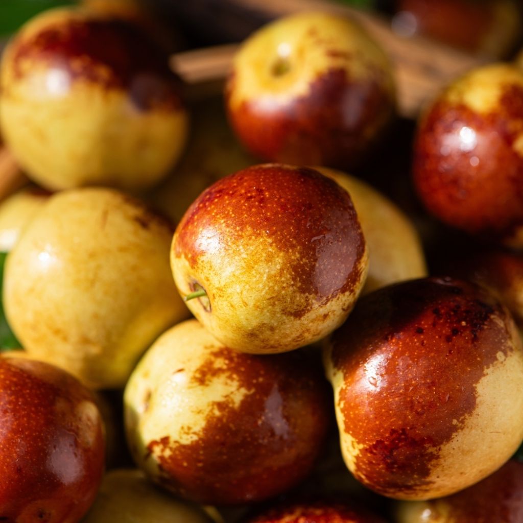 Ziziphus jujuba Li - Jujubier à gros fruits