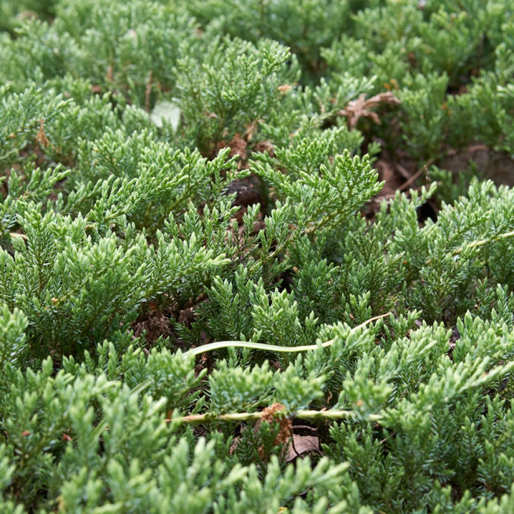 Genévrier horizontal - Juniperus horizontalis Prince Of Wales