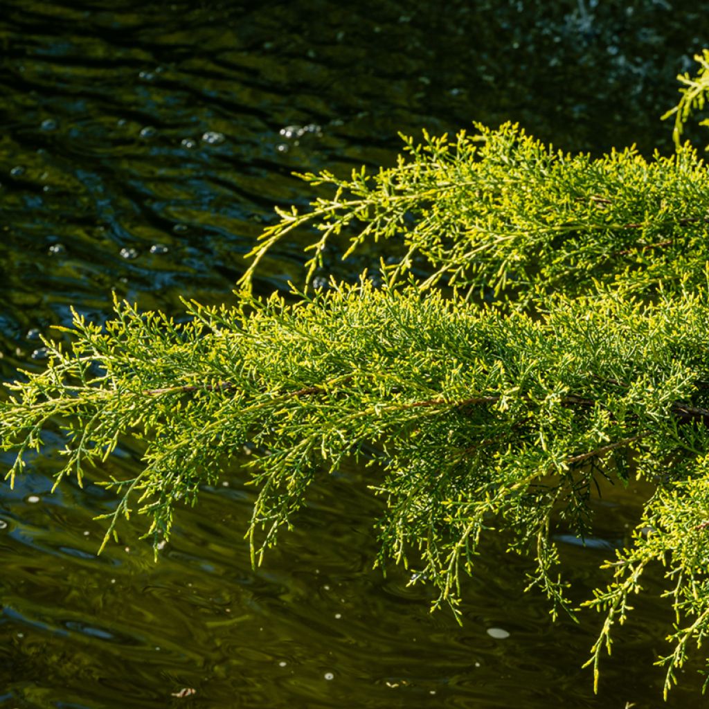 Genévrier - Juniperus x media Pfitzeriana Aurea