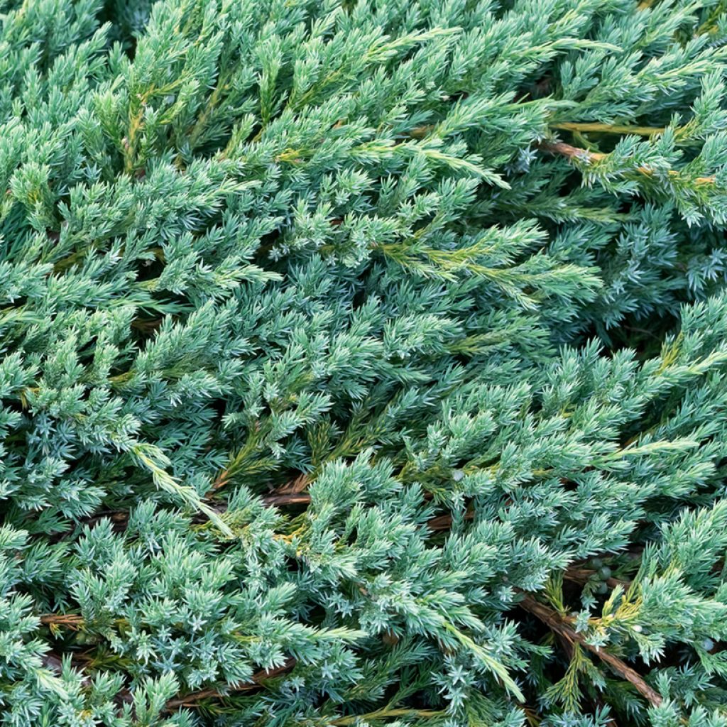 Genévrier écailleux - Juniperus squamata Blue Carpet