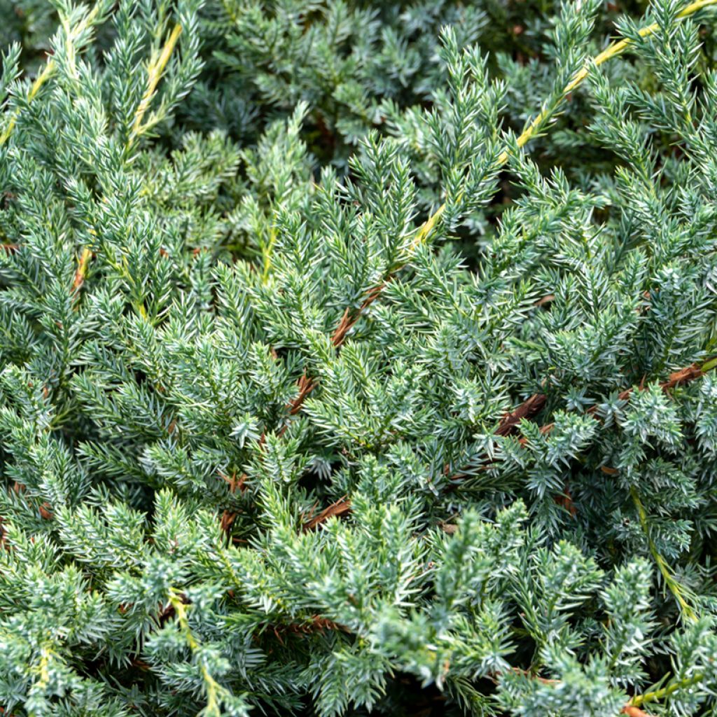 Genévrier écailleux - Juniperus squamata Blue Carpet