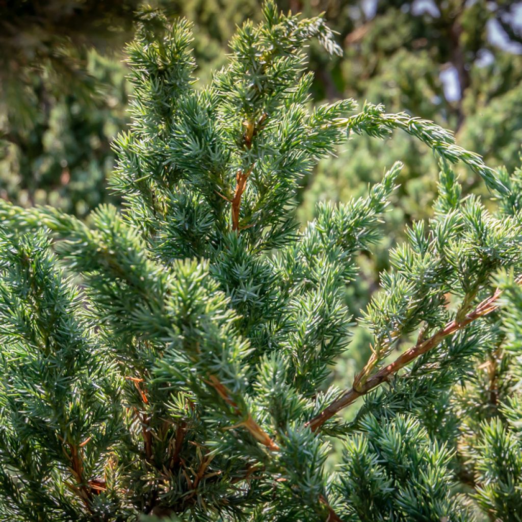Genévrier écailleux - Juniperus squamata Blue Carpet