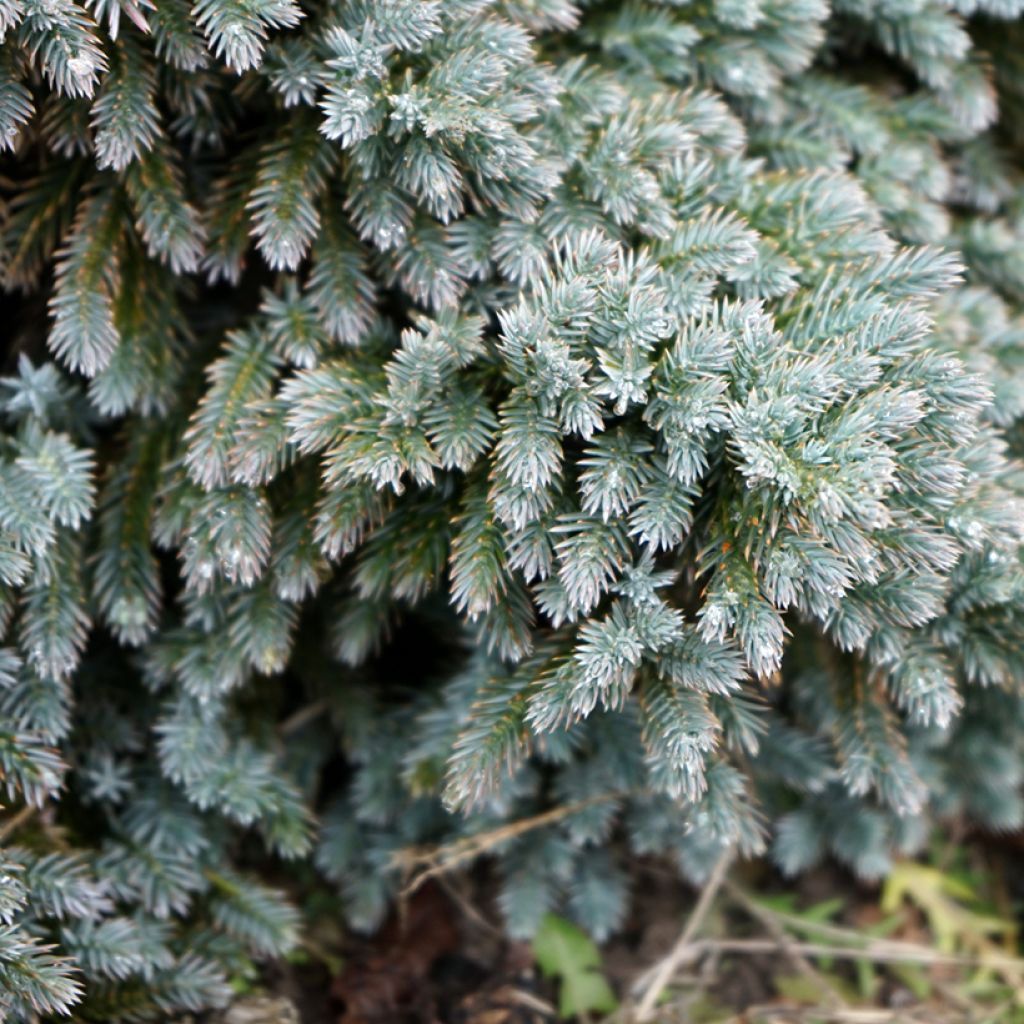 Juniperus squamata Blue Star - Genévrier écailleux