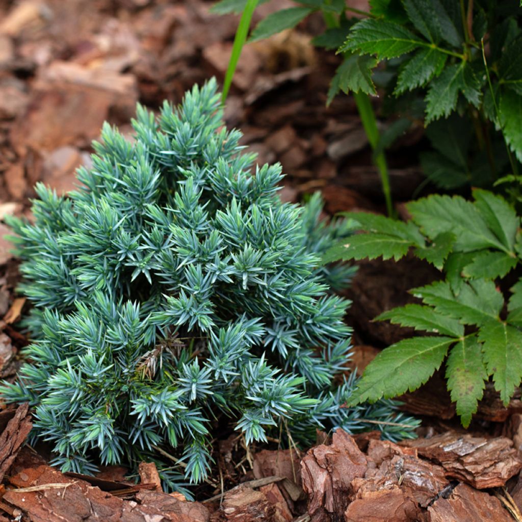 Juniperus squamata Blue Star - Genévrier écailleux