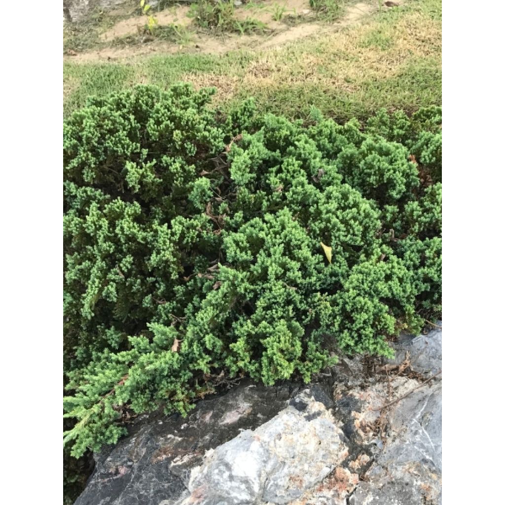 Genévrier rampant - Juniperus horizontalis Wiltonii