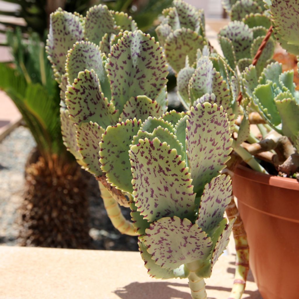 Kalanchoe marmorata - Kalanchoé marbré