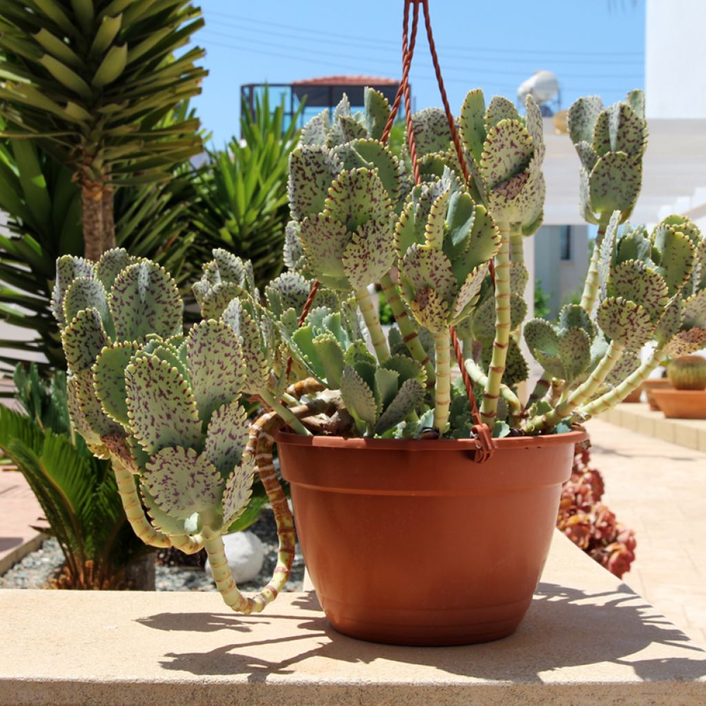 Kalanchoe marmorata - Kalanchoé marbré