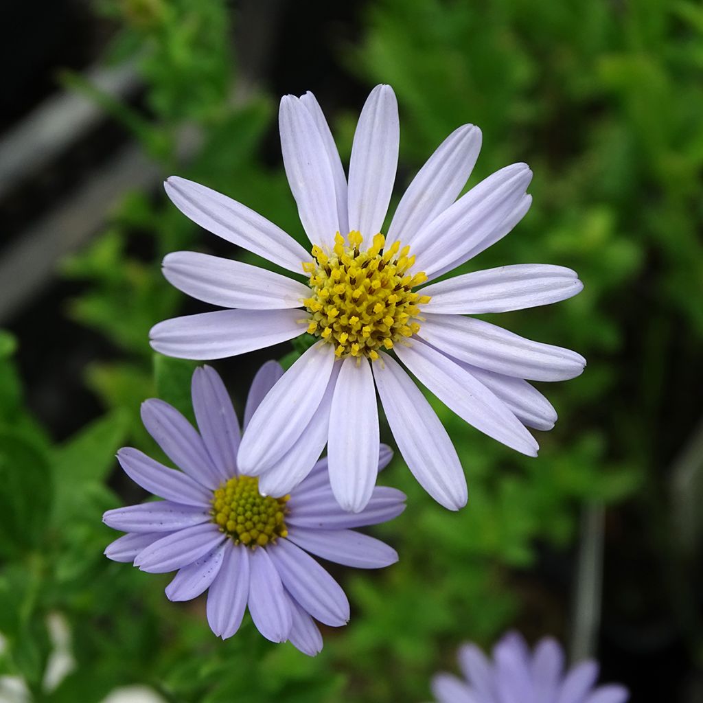Kalimeris incisa Blue Star