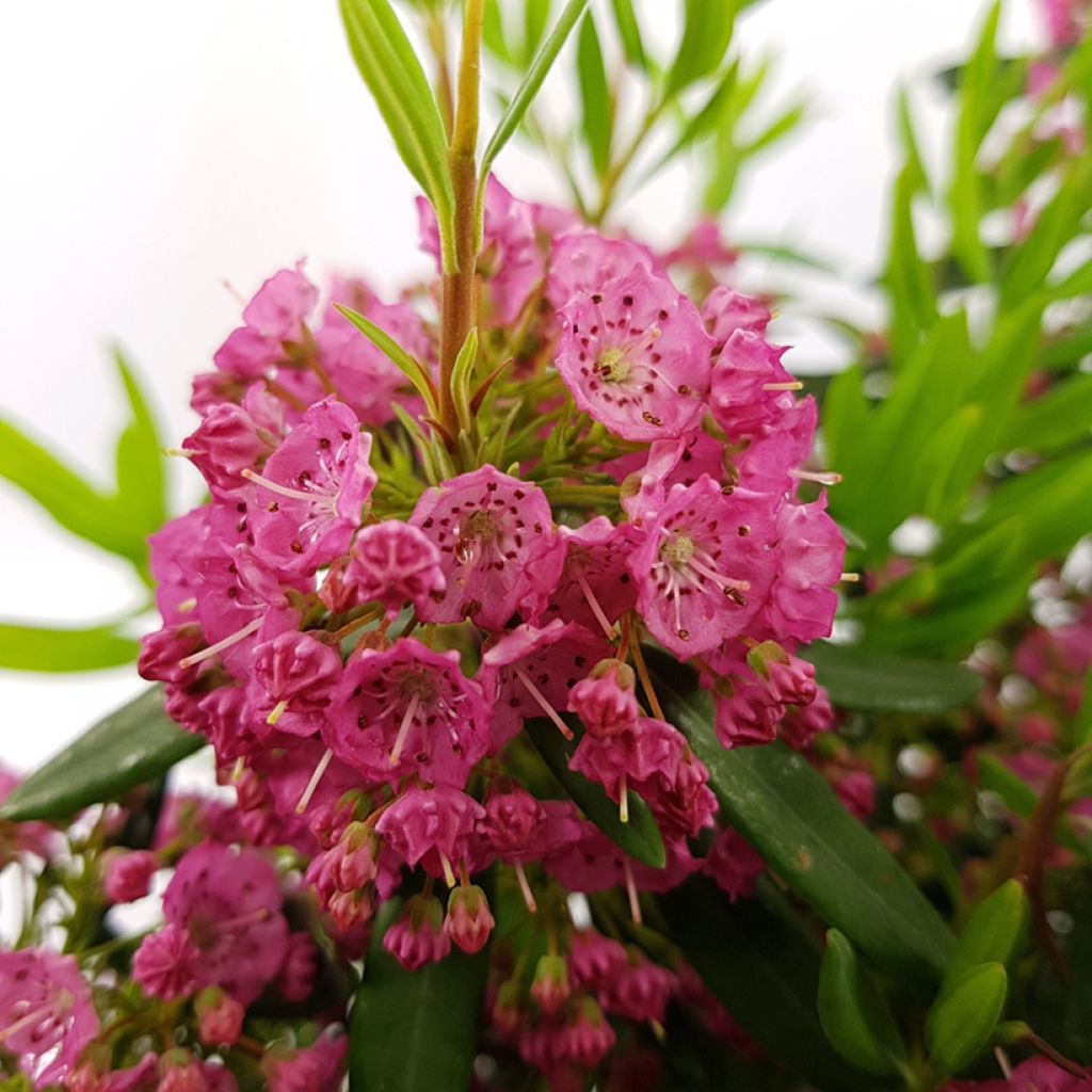Kalmia angustifolia Rubra - Kalmie à feuilles étroites