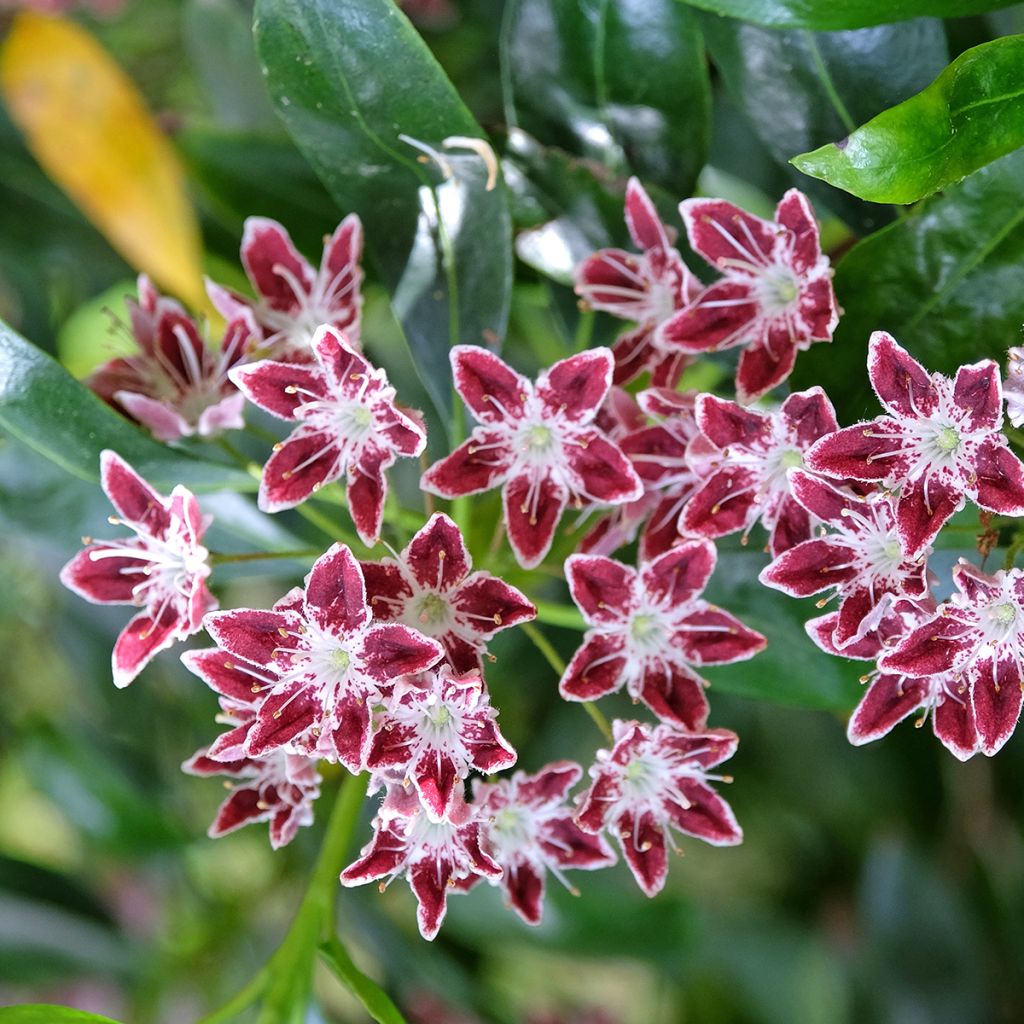 Kalmia latifolia Galaxy - Laurier des montagnes