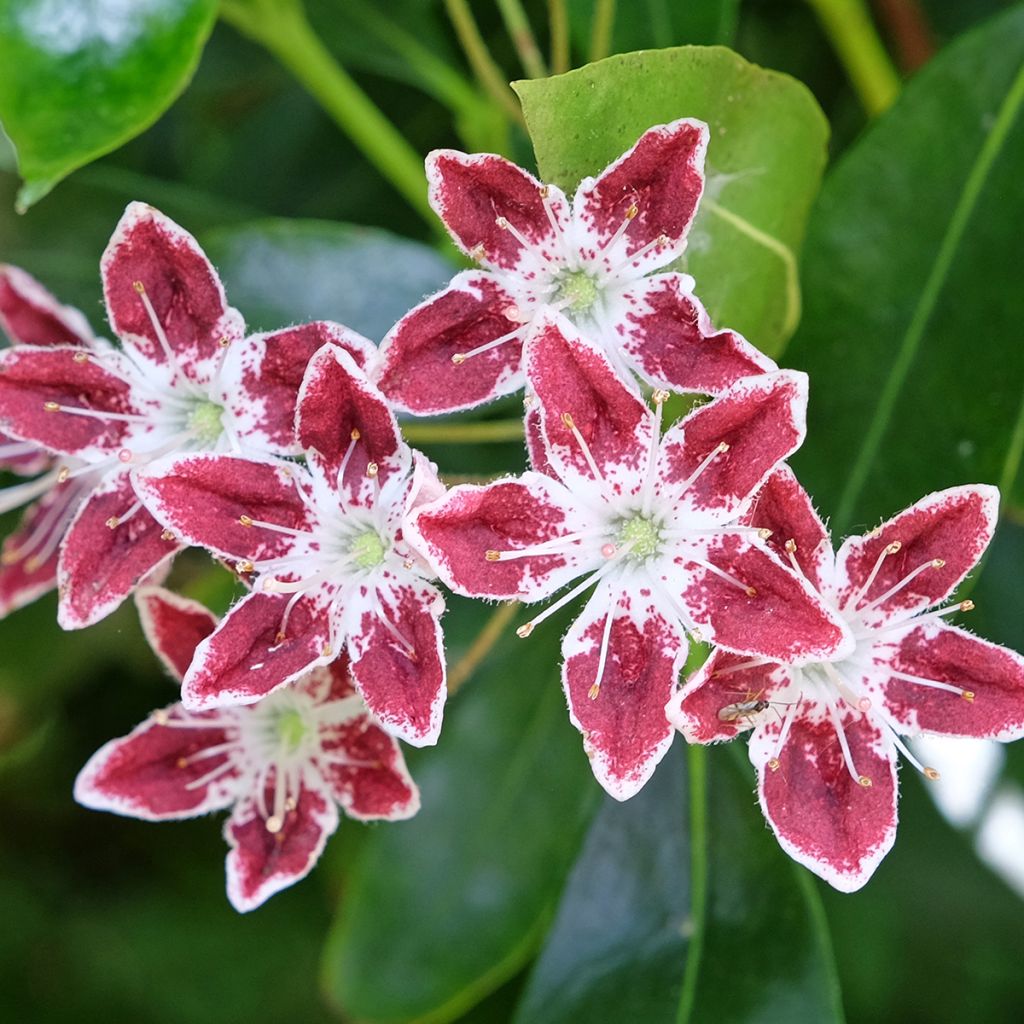 Kalmia latifolia Galaxy - Laurier des montagnes