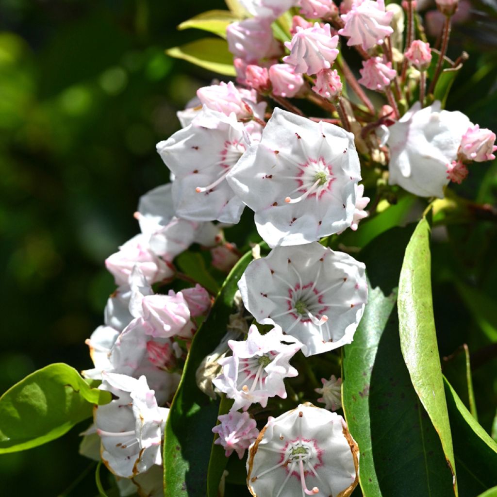 Kalmia latifolia - Laurier des montagnes rose pâle