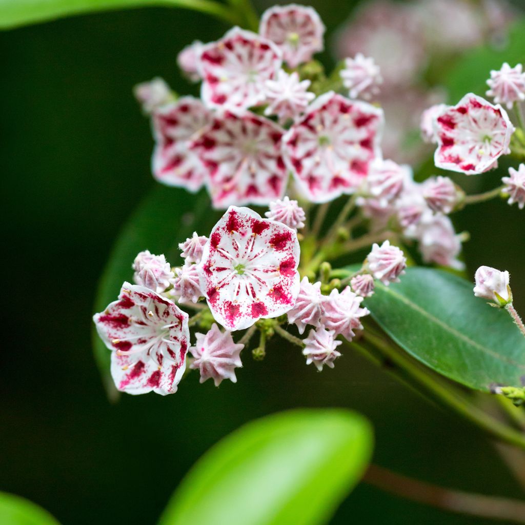 Kalmia latifolia Minuet - Laurier des montagnes