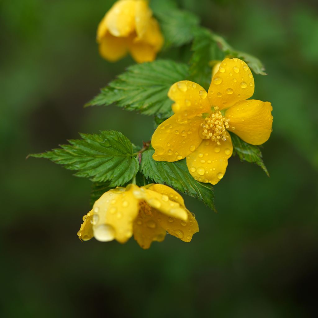 Kerria japonica - Corète du Japon