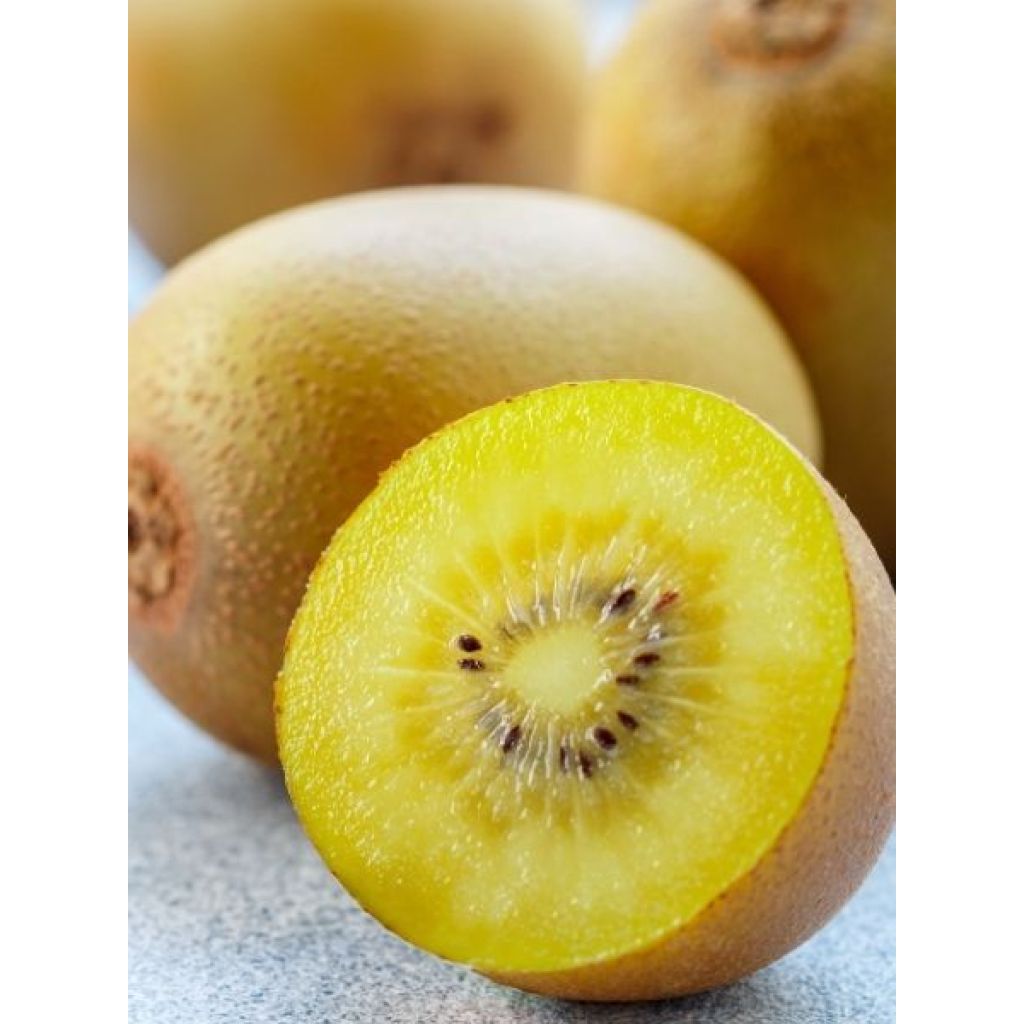 Kiwi jaune femelle - Actinidia deliciosa Kiwi Gold