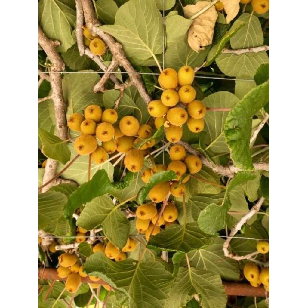 Kiwi jaune femelle - Actinidia deliciosa Kiwi Gold