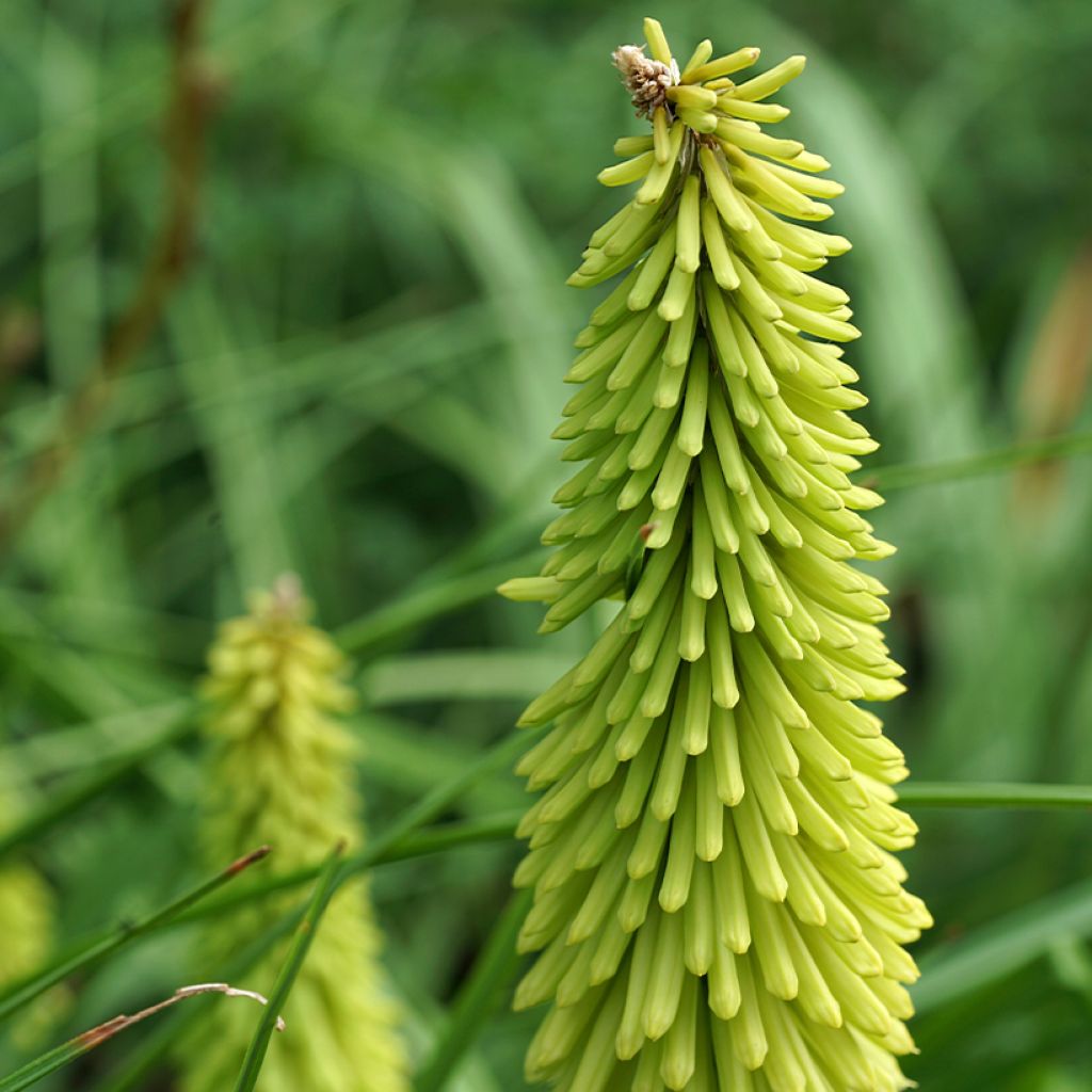 Kniphofia Green Jade - Tritoma vert pomme et crème