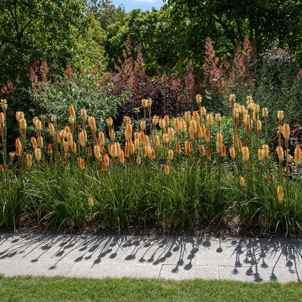Kniphofia Tawny King - Tritoma 