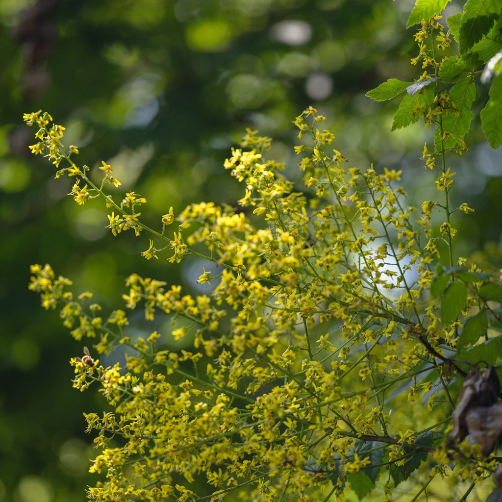 Koelreuteria paniculata - Savonnier de Chine