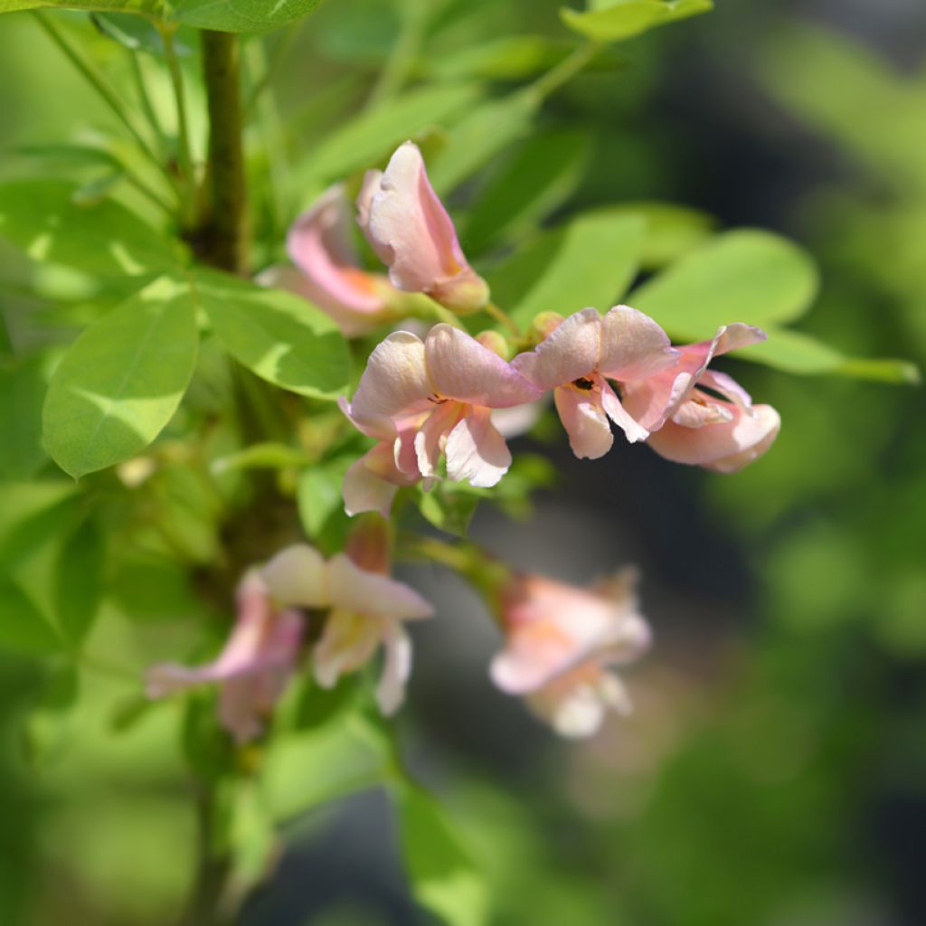 Laburnocytisus adamii - Cytise d'Adam