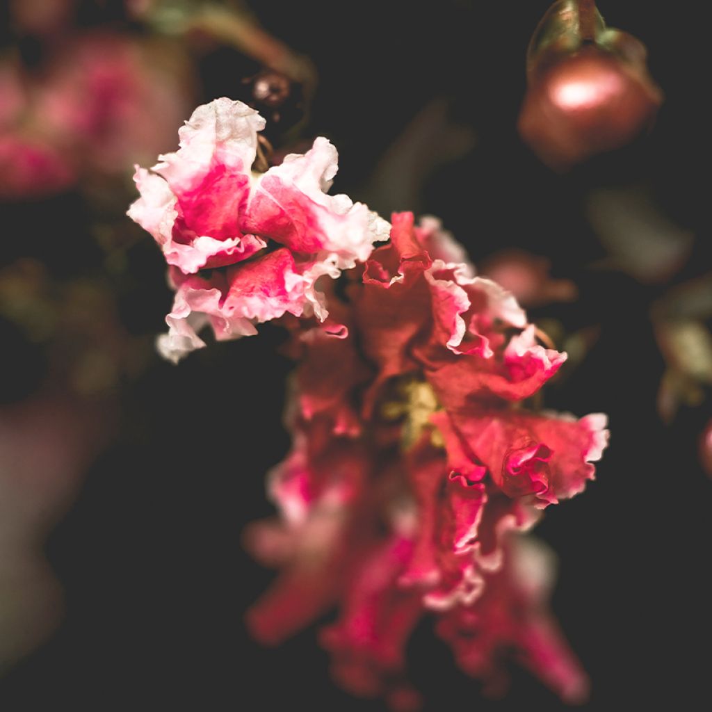 Lagerstroemia indica Berlingot Menthe - Lilas des Indes