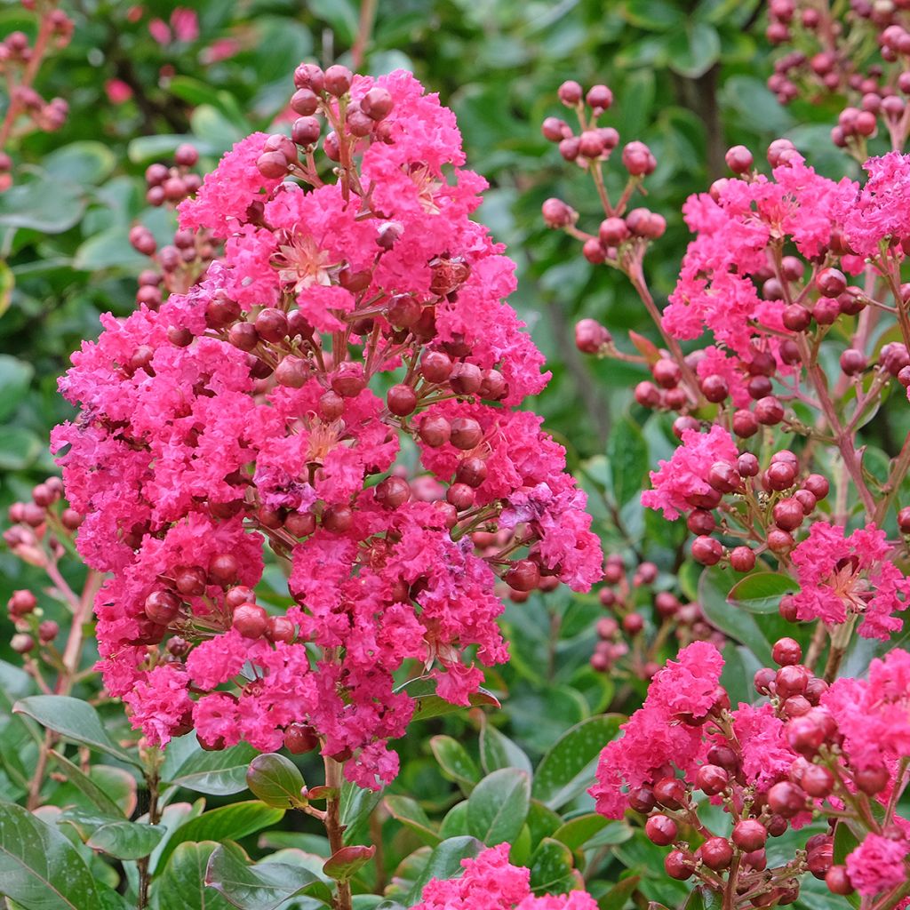 Lagerstroemia indica Souvenir d'André Desmartis - Lilas des Indes	
