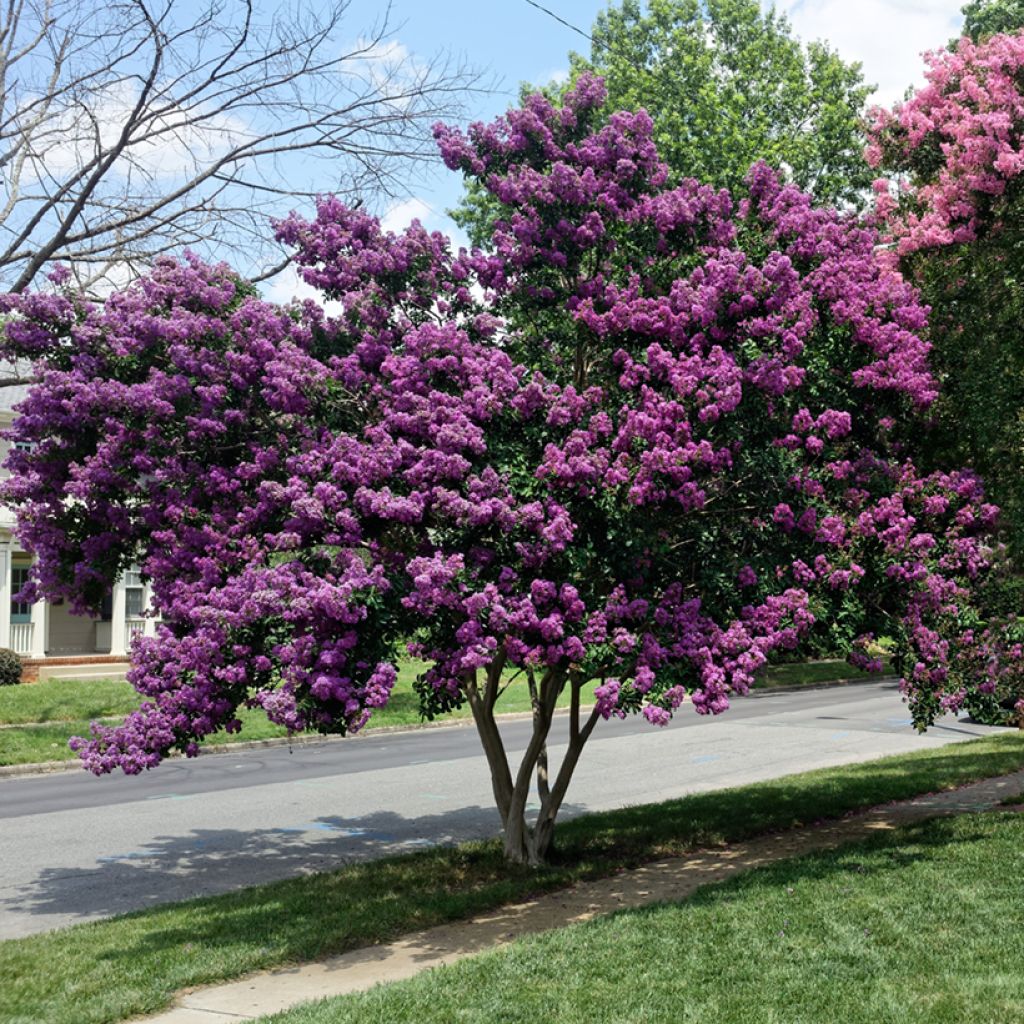 Lagerstroemia indica Violacea - Lilas des Indes