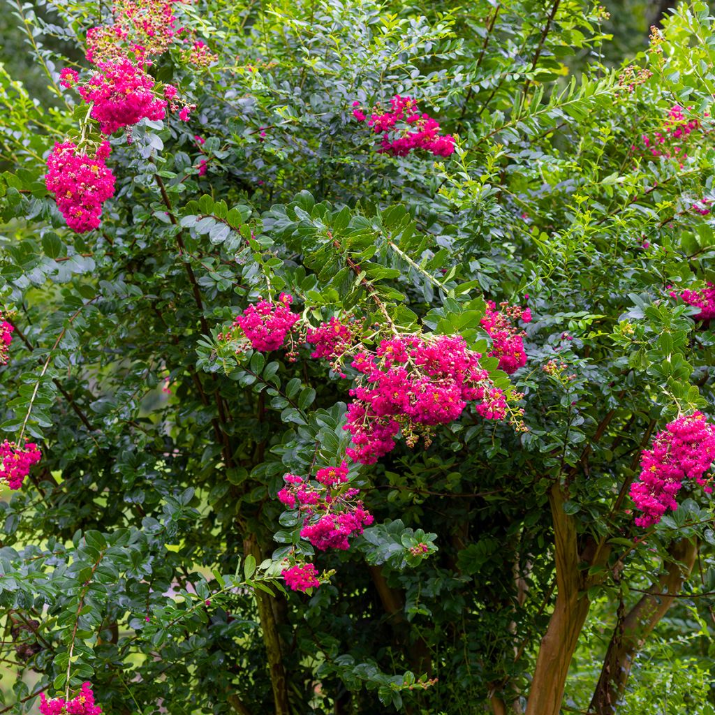 Lagerstroemia Mimie Fuchsia - Lilas de indes couvre-sol