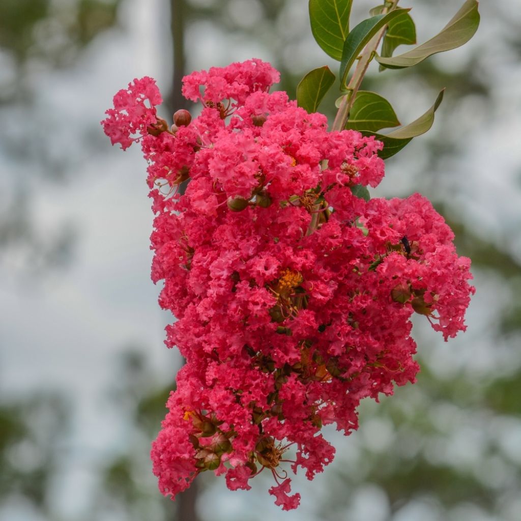 Lagerstroemia indica Dynamite  - Lilas des Indes