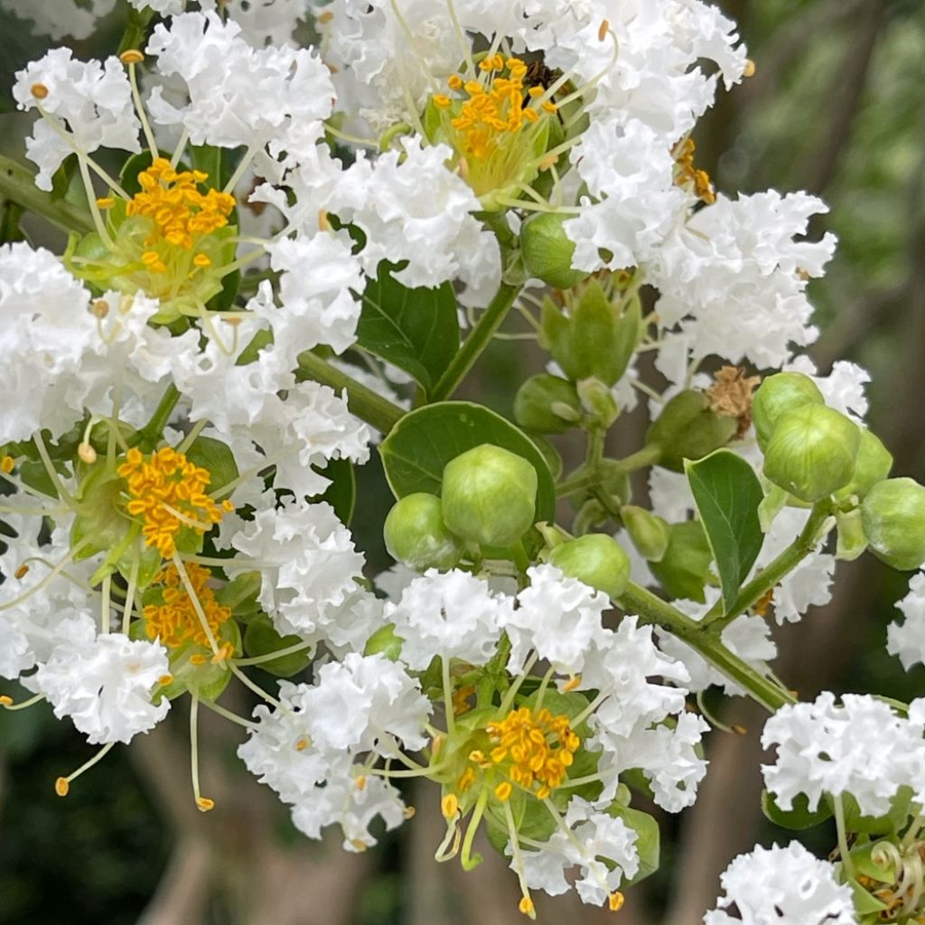 Lagerstroemia indica Pixie White - Lilas des Indes 