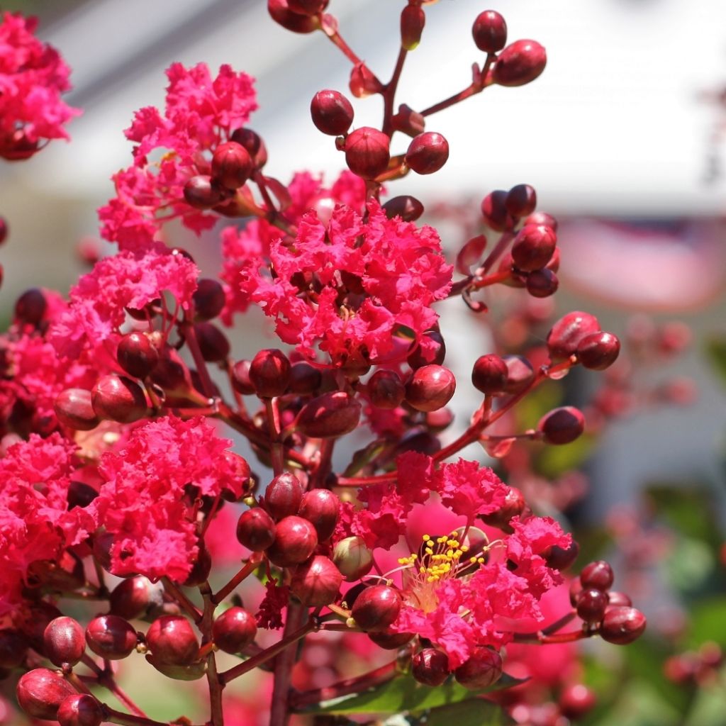 Lagerstroemia indica Terrasse Rouge - Lilas des Indes
