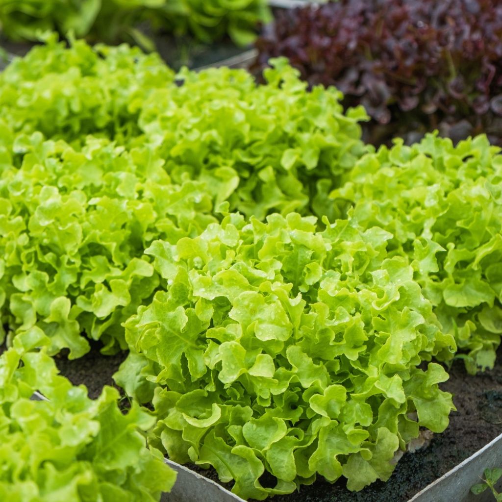 Laitue à couper Salad Bowl verte Bio