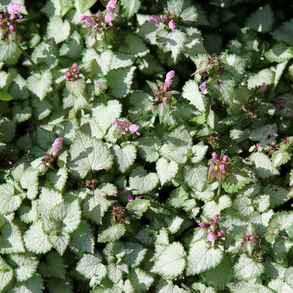 Lamium maculatum Beacon Silver - Lamier argenté rose magenta