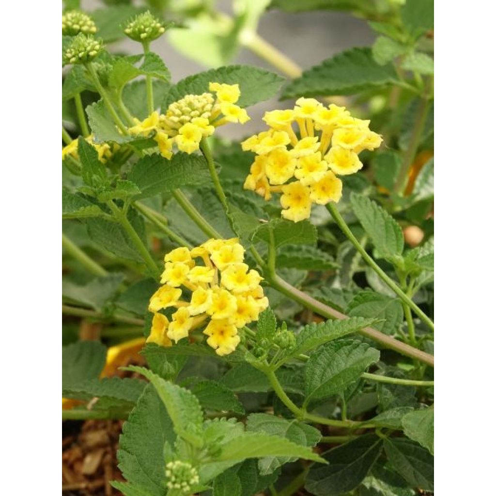 Lantana Chapel Hill Yellow