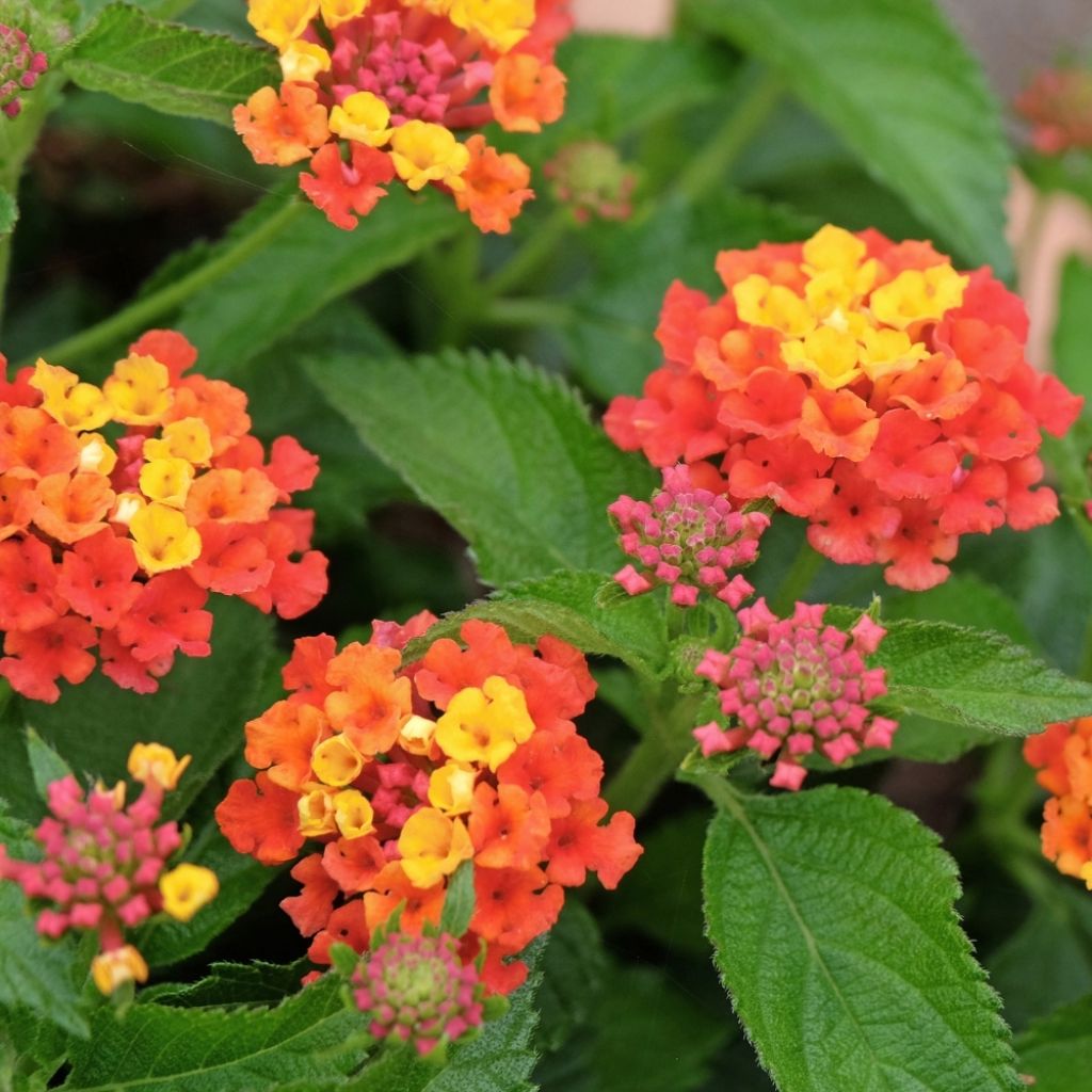 Lantana camara Evita Red imp.