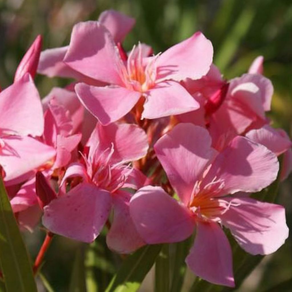 Laurier-rose Tito Poggi – Nerium oleander