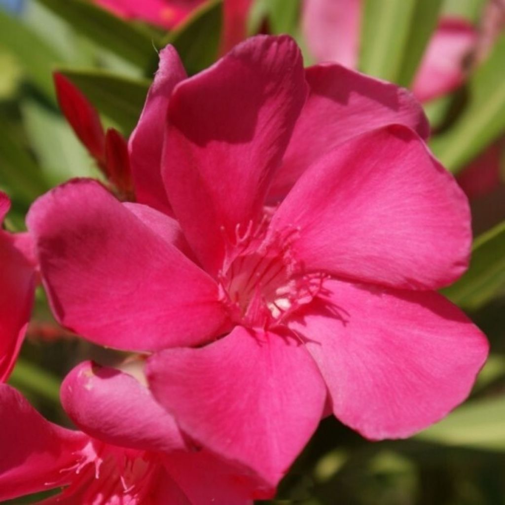 Laurier-rose Framboise – Nerium oleander
