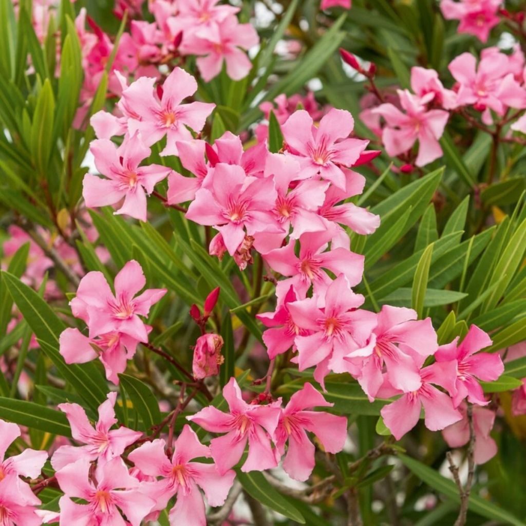 Laurier-rose Margarita – Nerium oleander