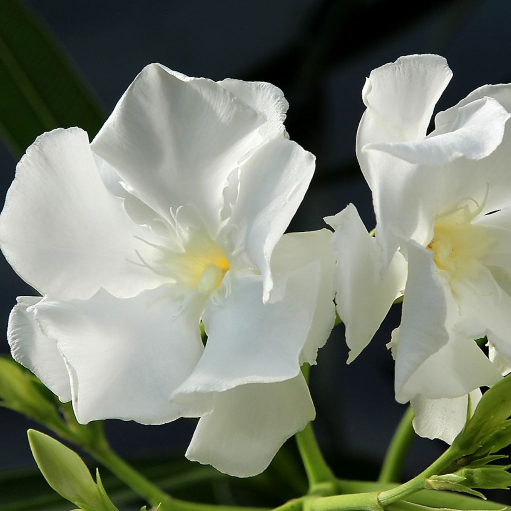 Laurier-rose Mont Blanc – Nerium oleander