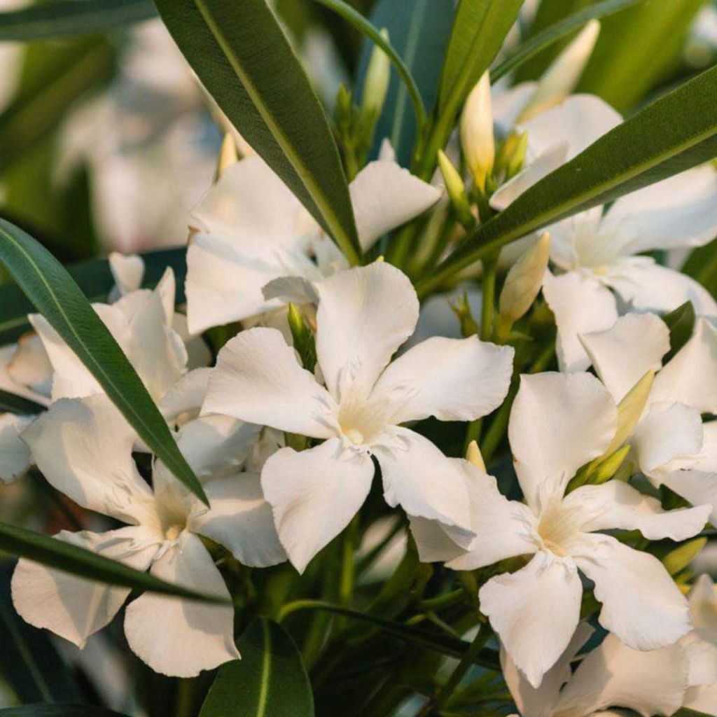 Laurier rose Petite White – Nerium oleander