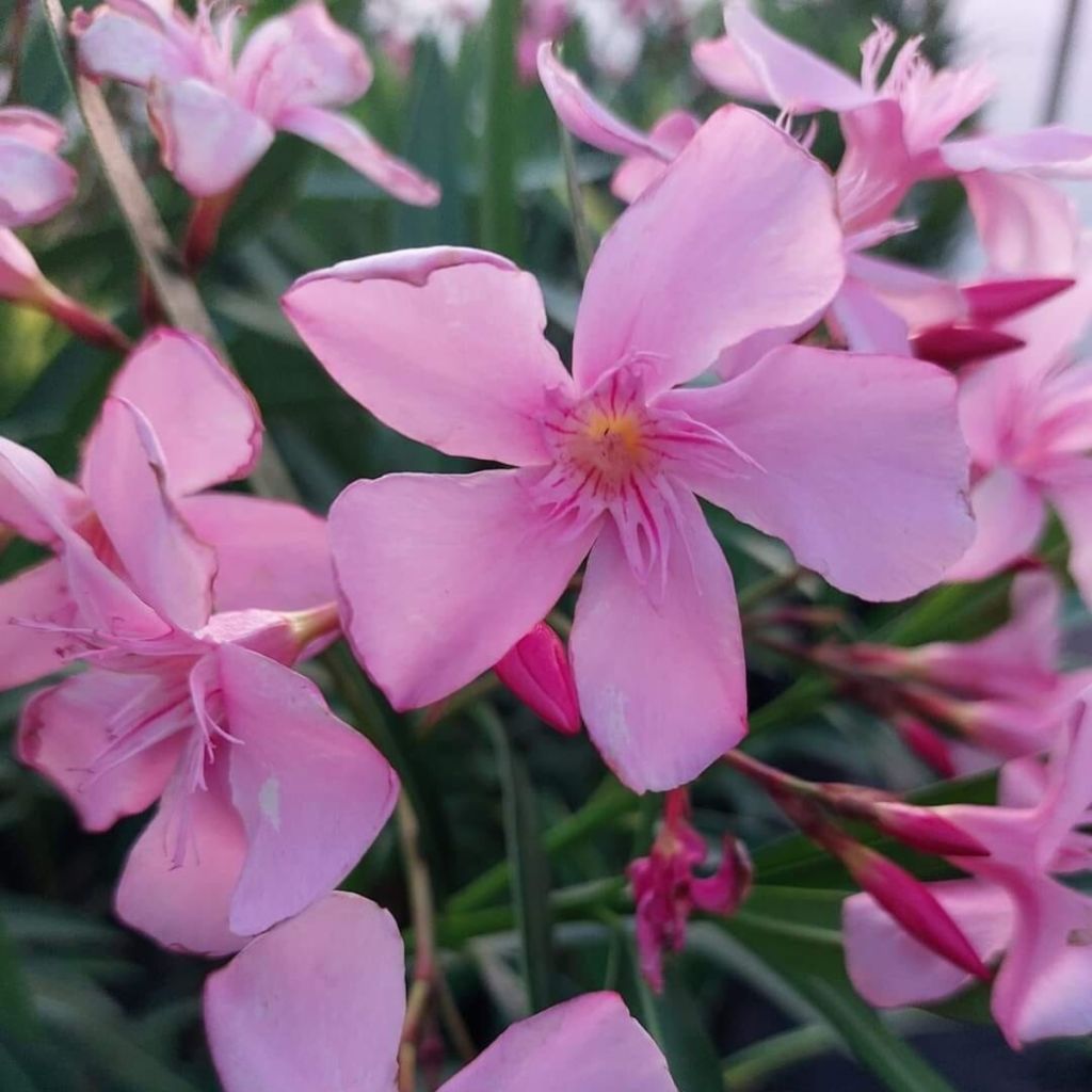 Laurier-rose Magaly – Nerium oleander