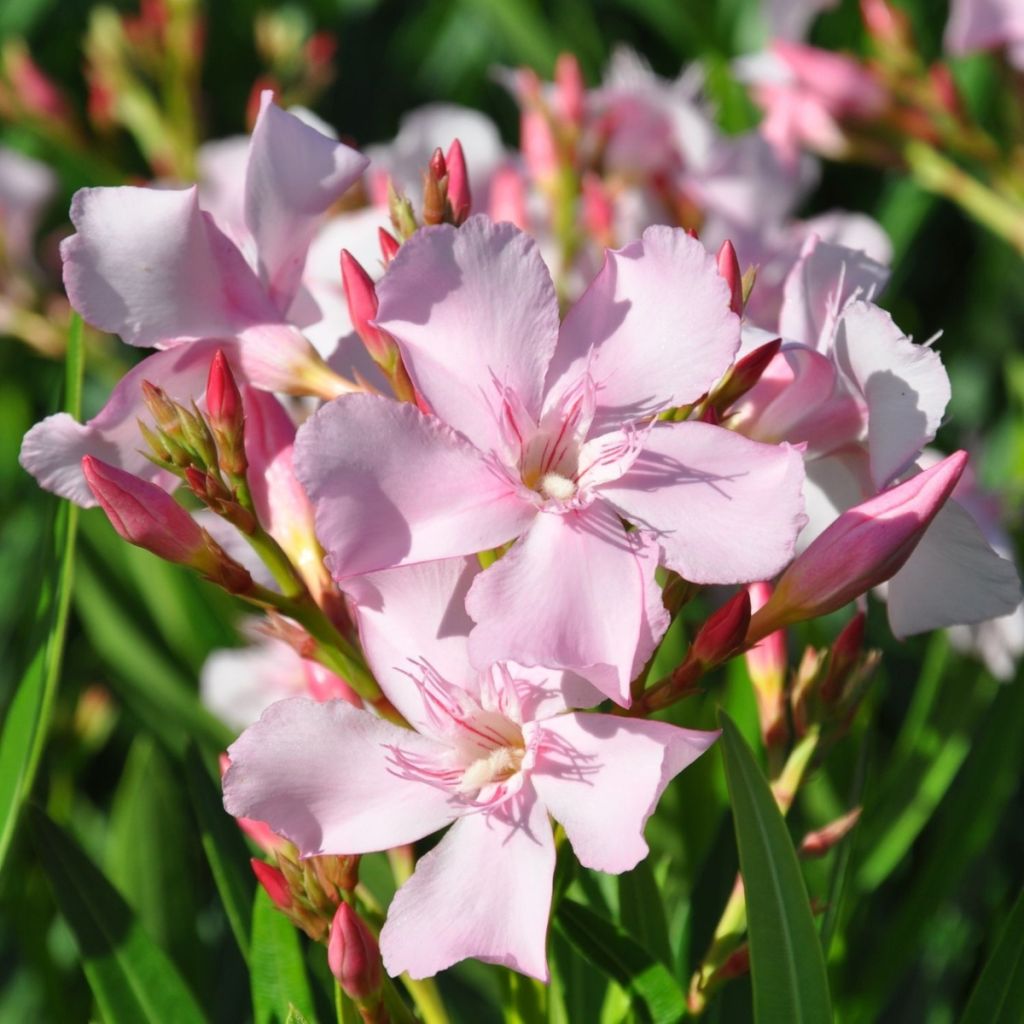 Laurier rose Sealy Pink – Nerium oleander