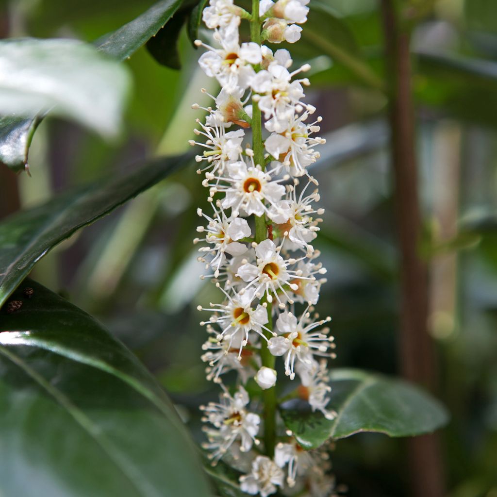 Laurier cerise -  Prunus laurocerasus Caucasica - Laurier Palme - Laurier du Caucase