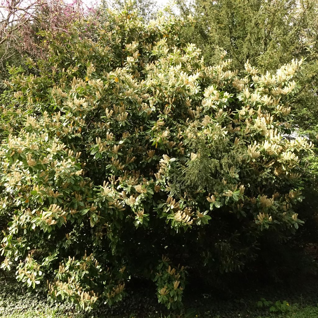 Laurier cerise -  Prunus laurocerasus Caucasica - Laurier Palme - Laurier du Caucase