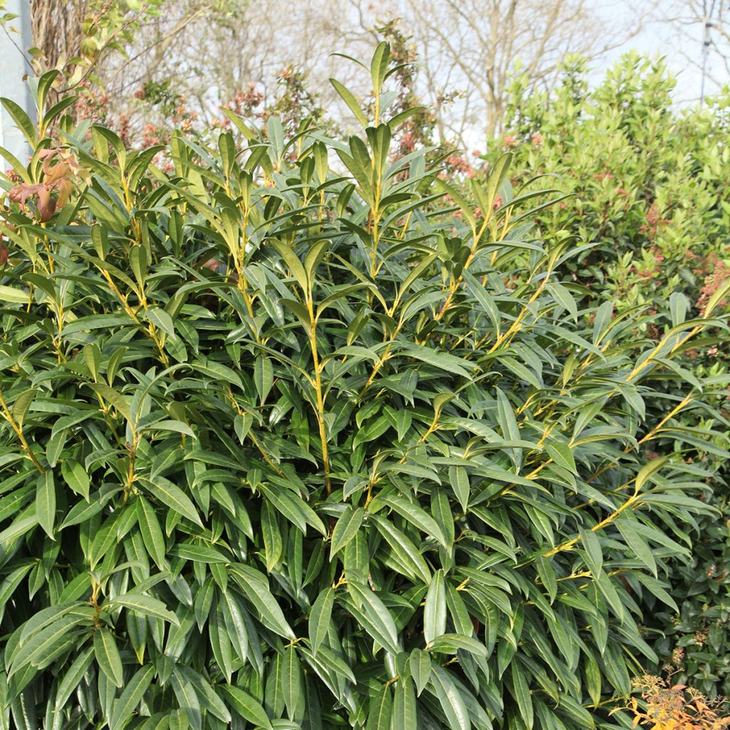 Laurier cerise - Prunus laurocerasus Otto Luyken 