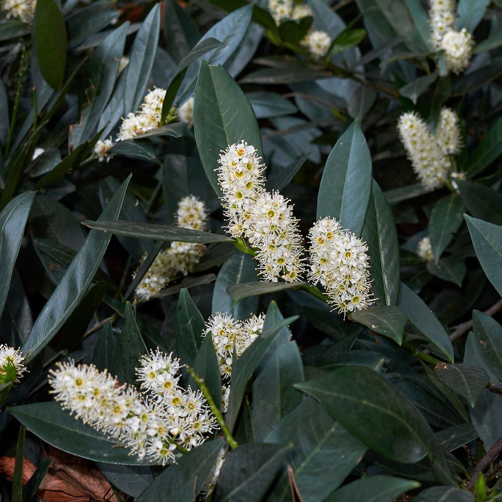 Laurier cerise - Prunus laurocerasus Otto Luyken 