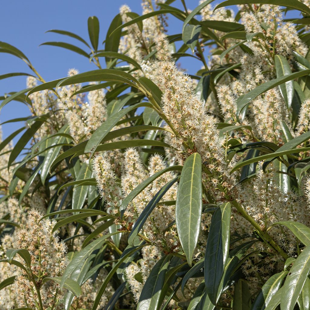 Laurier cerise - Prunus laurocerasus Otto Luyken 