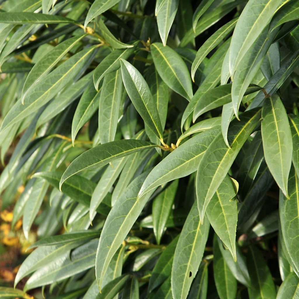 Laurier cerise - Prunus laurocerasus Otto Luyken 