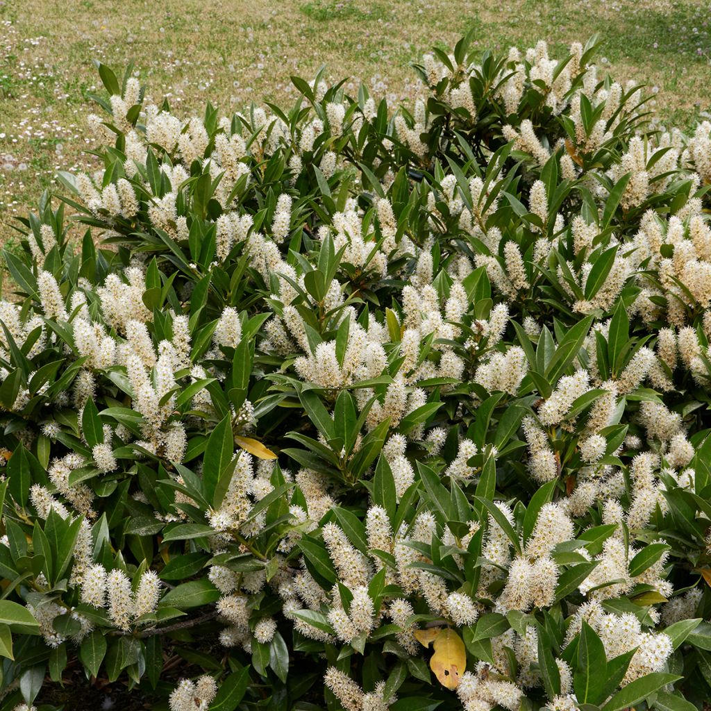 Laurier cerise - Prunus laurocerasus Otto Luyken 