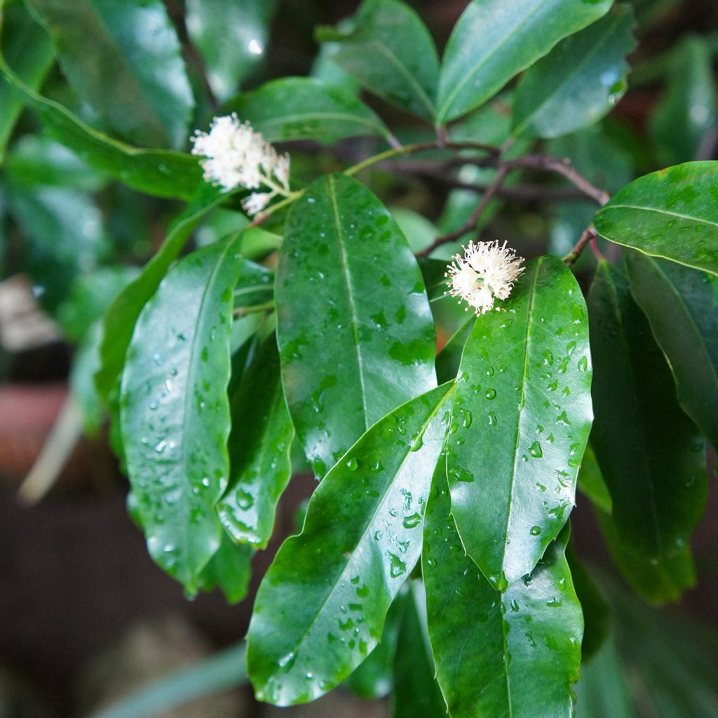 Laurier cerise - Prunus laurocerasus Rotundifolia